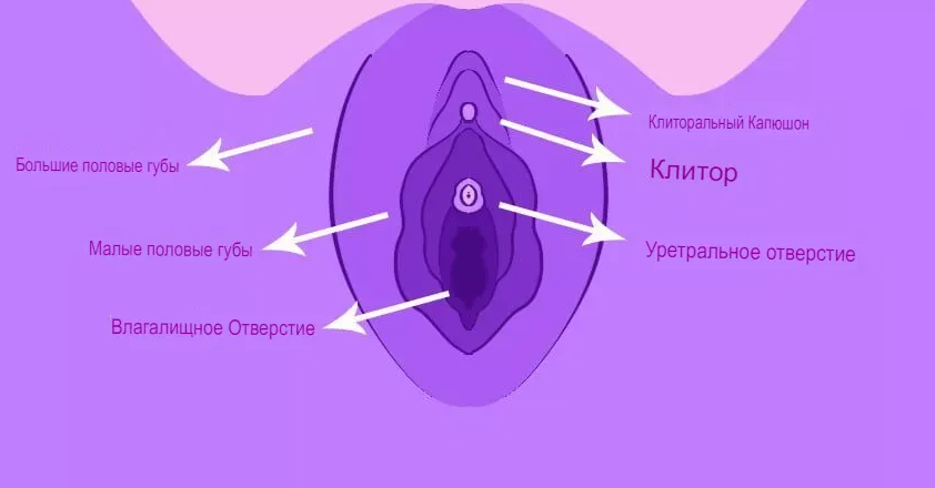 Наружные части полового органа девушки