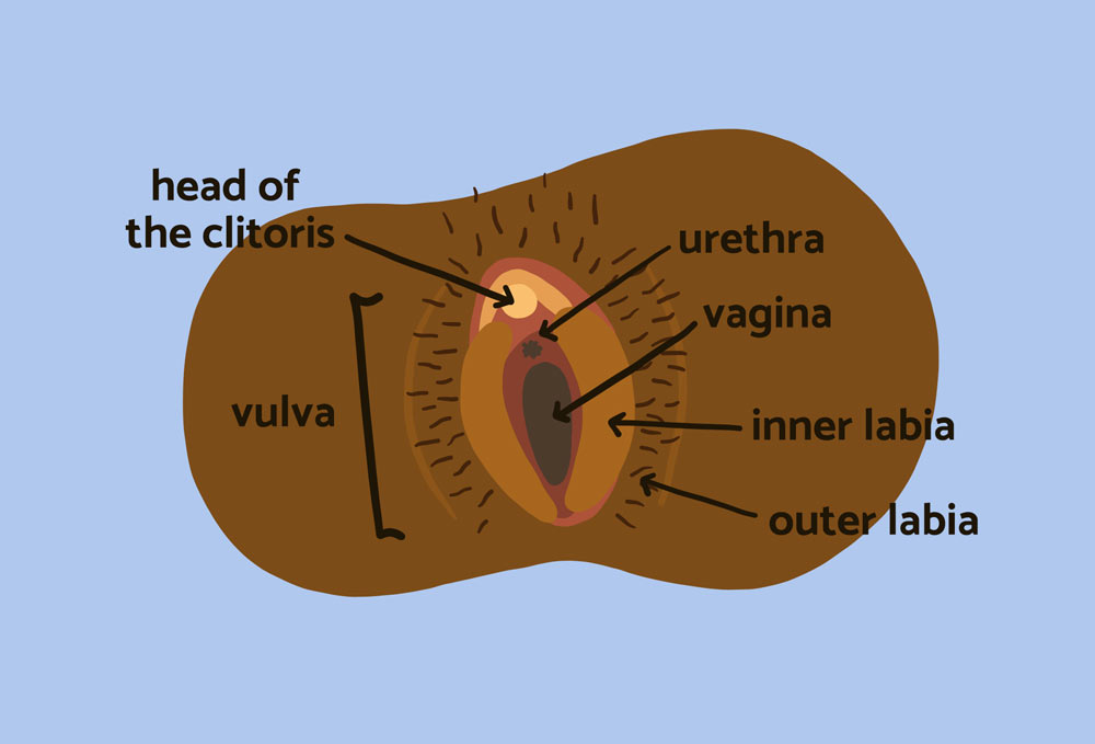 Как выглядит здоровая вагина