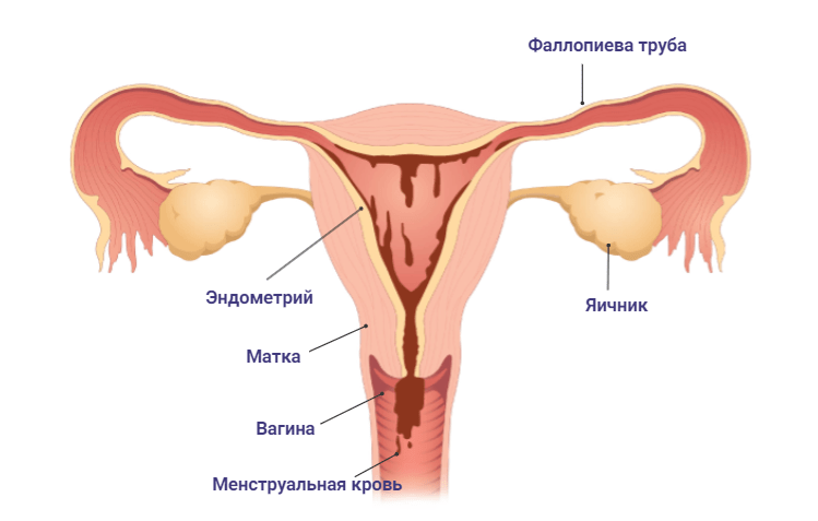 Менструальный цикл при беременности день 1