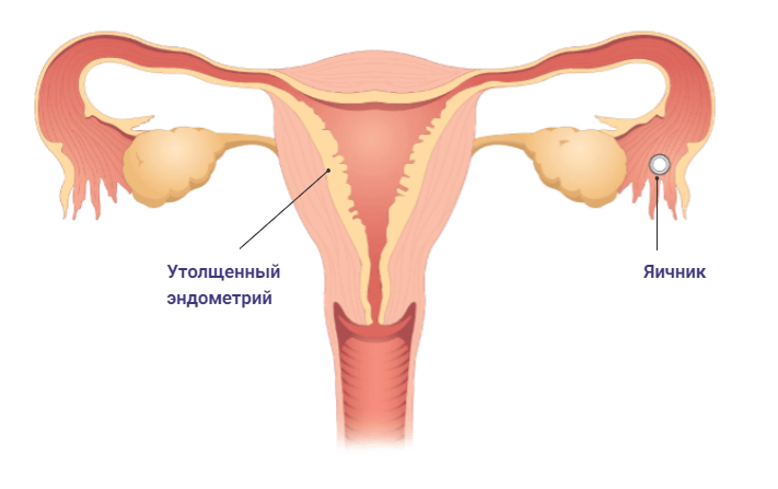 Менструальный цикл при беременности день 14