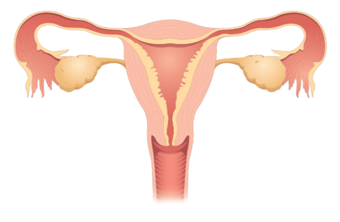 Менструальный цикл при беременности день 28
