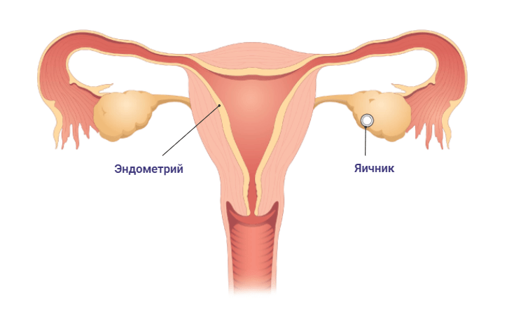 Менструальный цикл при беременности день 5