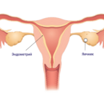 Менструальный цикл при беременности - как протекает менструация, овуляция
