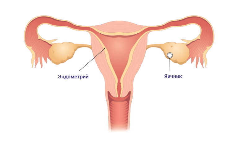 Менструальный цикл при беременности - как протекает менструация, овуляция