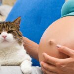 Безопасно ли держать кошку во время беременности?