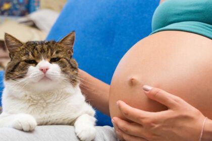 Безопасно ли держать кошку во время беременности?